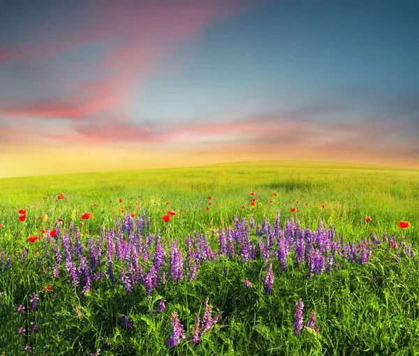 Campo con fiori in valle di montagna — Foto Stock