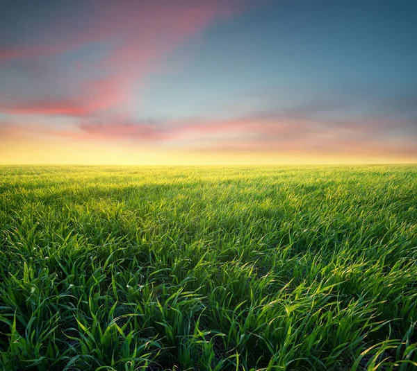 Herbe sur le terrain pendant le lever du soleil — Photo