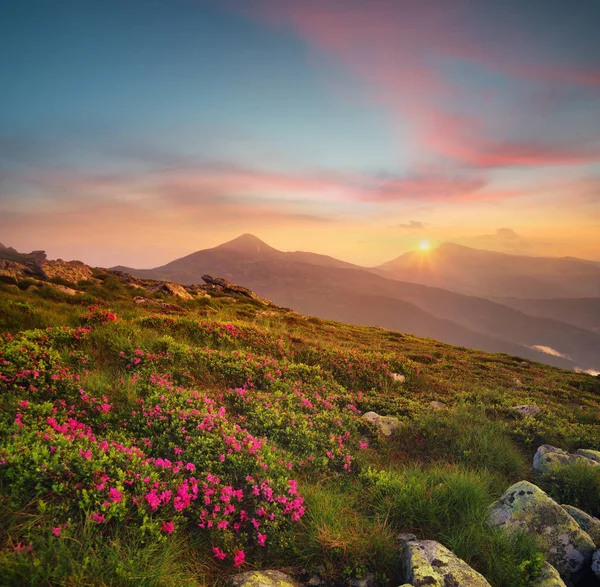 Flowers on the mountain field — Stock Photo, Image