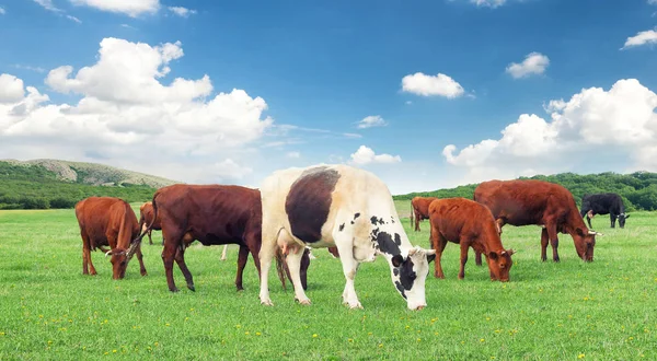 Vacas sobre la composición de la explotación —  Fotos de Stock