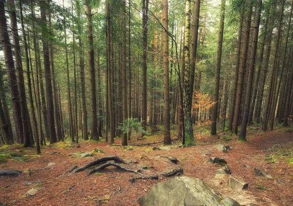 Bellissimo paesaggio naturale — Foto Stock