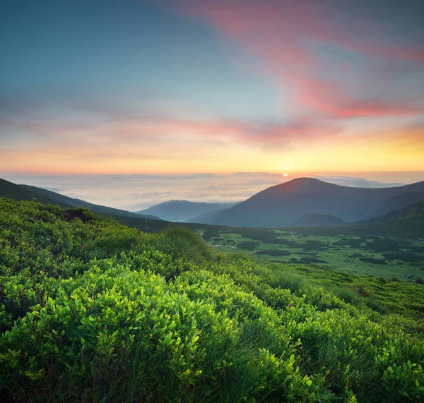 Трава на гірському полі під час сходу сонця — стокове фото