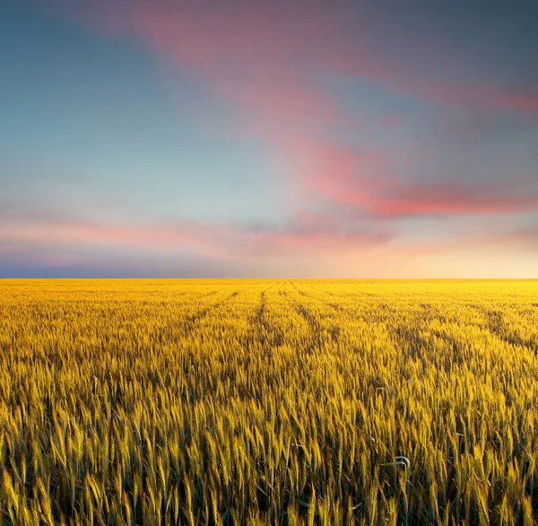 Campo durante la puesta del sol —  Fotos de Stock