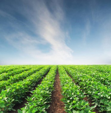 Tarım satır alanında