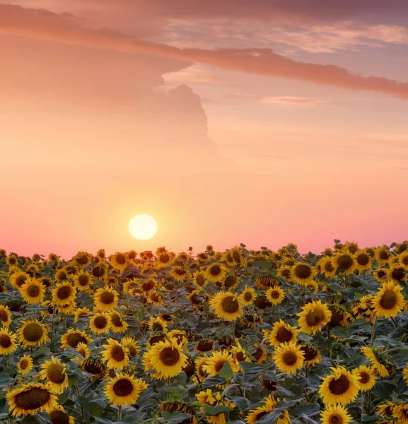 Sunflowers on field during sunrise — Stock Photo, Image