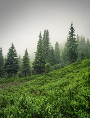 Arka plan olarak sis ormanda.