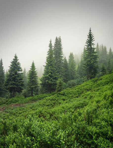 Forest in the mist as a background.