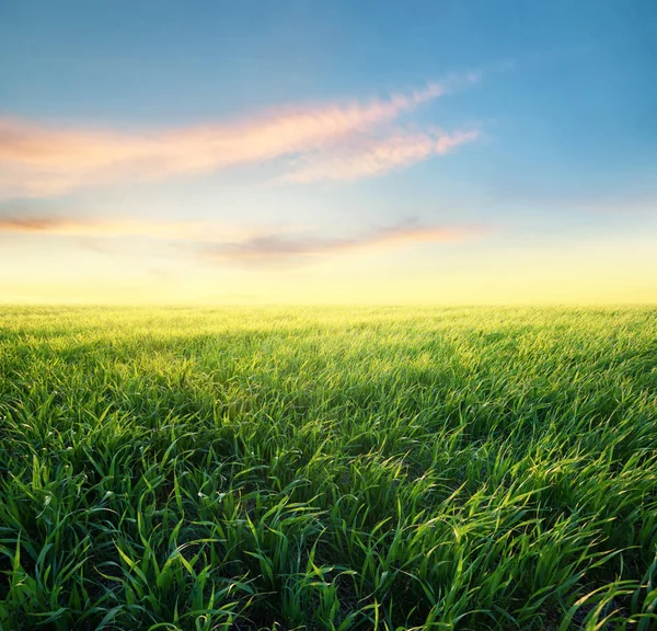 Трава на поле на рассвете — стоковое фото