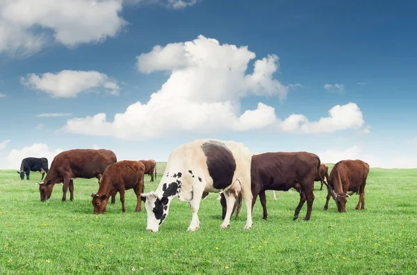 Krowy na pole farm — Zdjęcie stockowe