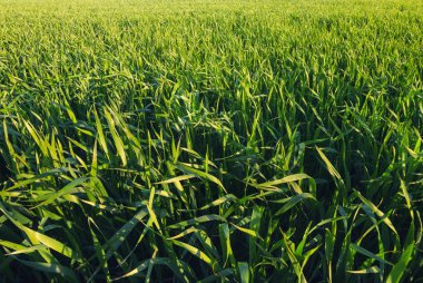 arkaplan olarak yeşil çimen. 