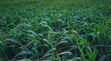 arkaplan olarak yeşil çimen.