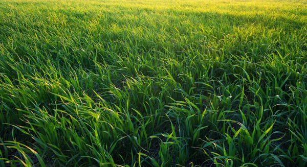 Grünes Gras als Hintergrund. — Stockfoto