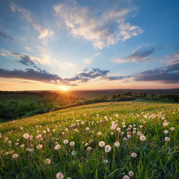 Field with flower on mountain valley — Stock Photo, Image