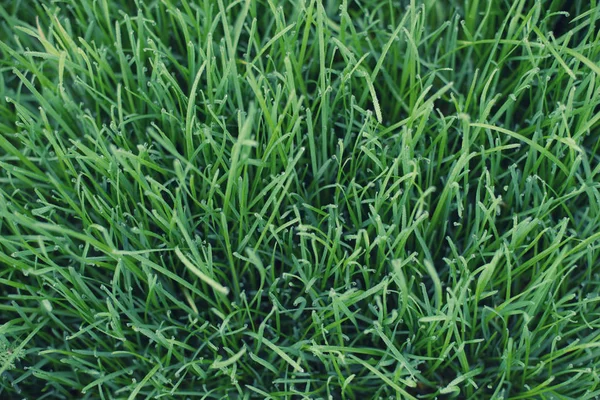 Hierba verde en la textura del campo —  Fotos de Stock