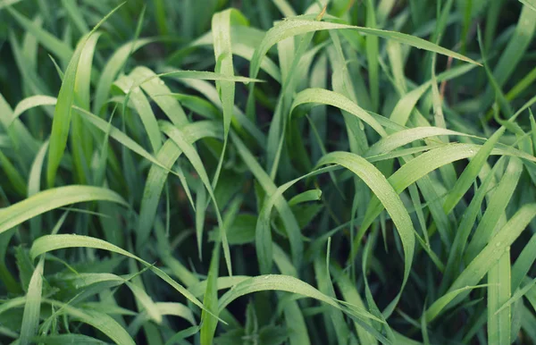 Hierba verde en la textura del campo —  Fotos de Stock