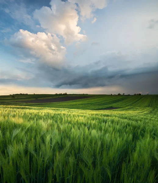 Beau paysage naturel de champ — Photo