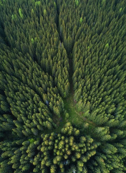 森の空中風景 — ストック写真