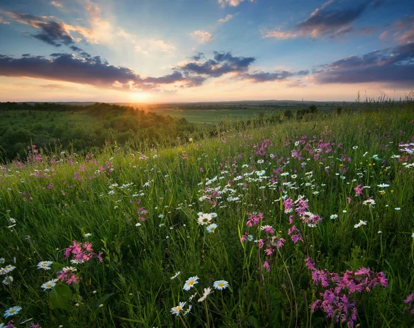 Flowers on mountain field during sunrise — Stock Photo, Image