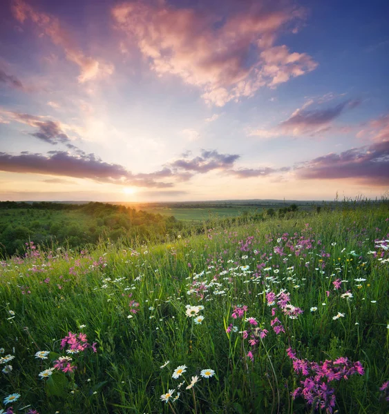 ดอกไม้บนทุ่งภูเขาตอนพระอาทิตย์ขึ้น — ภาพถ่ายสต็อก