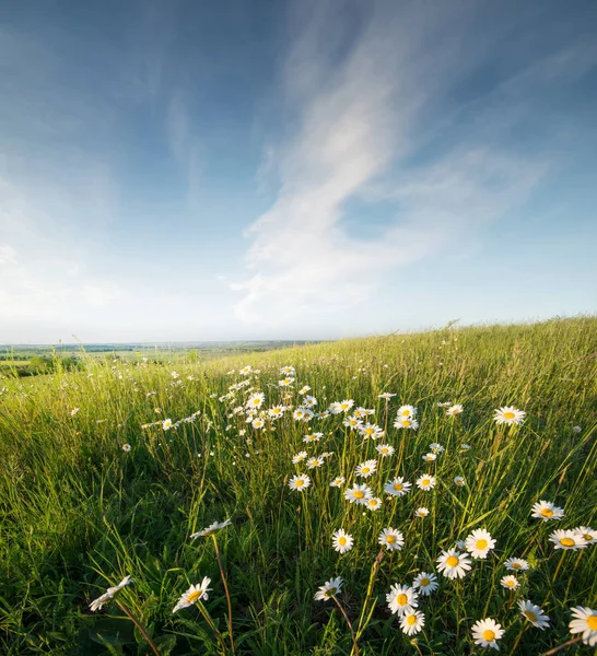 Flowers on mountain field during sunrise — Stock Photo, Image