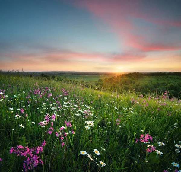 ดอกไม้บนทุ่งภูเขาตอนพระอาทิตย์ขึ้น — ภาพถ่ายสต็อก
