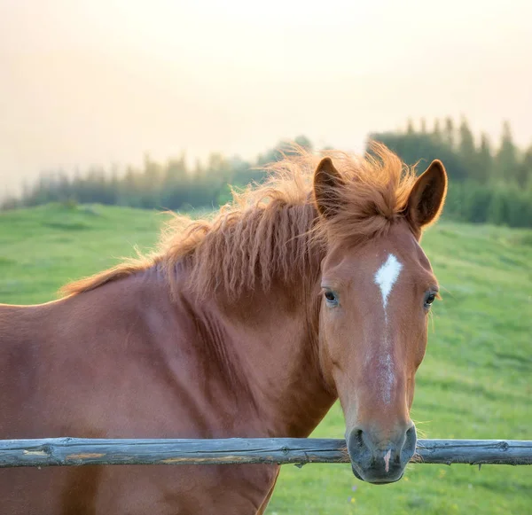 Cavallo sul campo di montagna — Foto Stock
