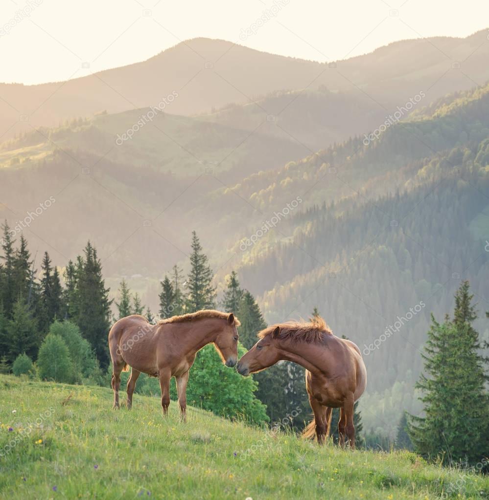 horses couple on mountain field