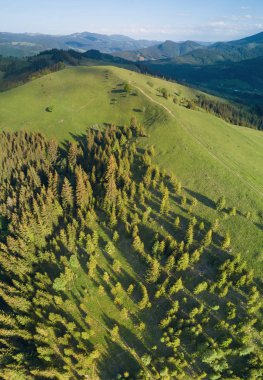 dağ tepe üzerinde büyüyen yeşil orman 