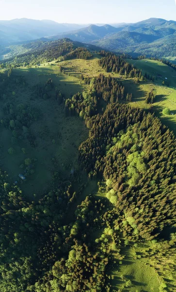 Groene bossen groeien op de heuvels van de berg — Stockfoto