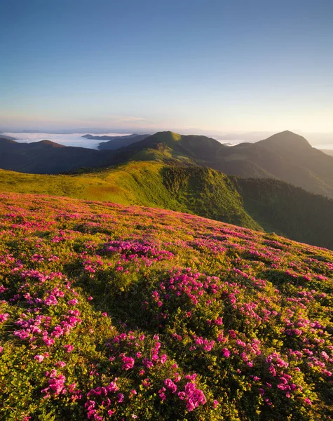 Gündoğumu sırasında dağlarda Flowes — Stok fotoğraf