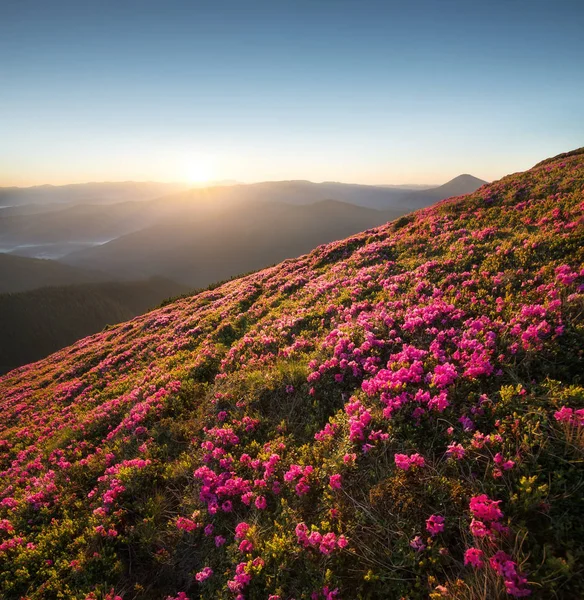 Flowes w górach podczas sunrise — Zdjęcie stockowe