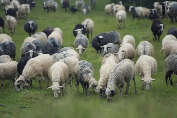 Domba kawanan di padang rumput . — Stok Foto