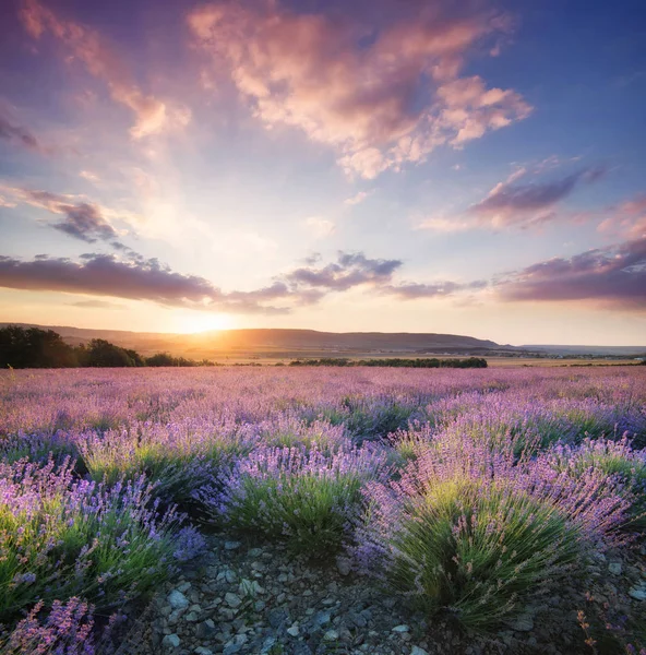 Lavender in the mountain valley during sunset
