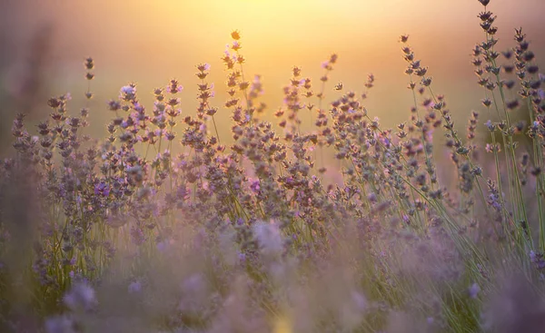 Lavanda no vale da montanha durante o pôr do sol — Fotografia de Stock