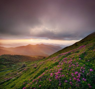 Flowes in the mountains during sunrise clipart