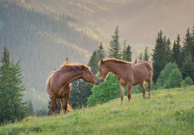 Atları mountaon sahada günbatımı sırasında birkaç. Hayvanlarla güzel doğal peyzaj