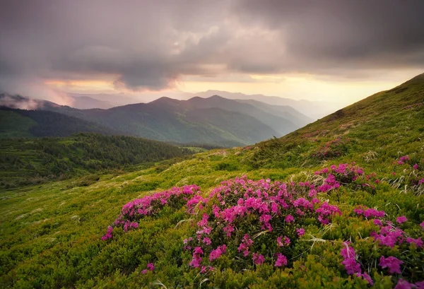 Flowes Horách Během Východu Slunce Krásné Přírody Létě — Stock fotografie