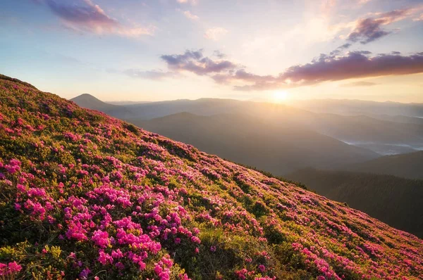 Flowes Hegyek Alatt Napkelte Gyönyörű Természeti Tájon Nyáron — Stock Fotó