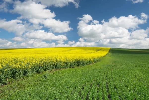 Filas Campo Paisagem Agrícola Hora Verão — Fotografia de Stock