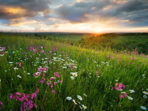 Flowers Mountain Field Sunrise Beautiful Natural Landscape Summer Time — Stock Photo, Image