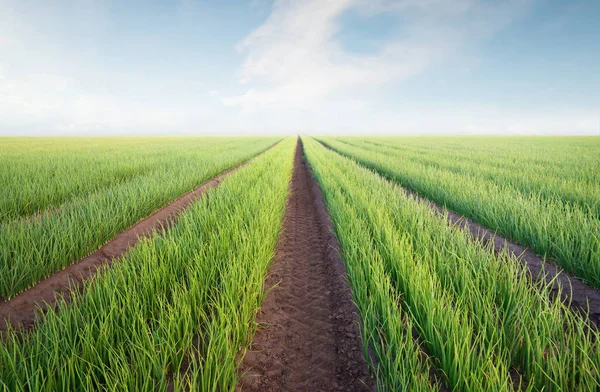 Rows Field Agricultural Landscape Summer Tim — Stock Photo, Image