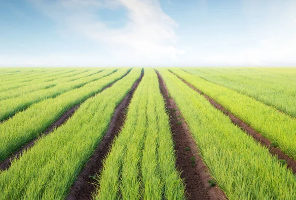 Des Rangées Sur Terrain Paysage Agricole Dans Période Estivale — Photo