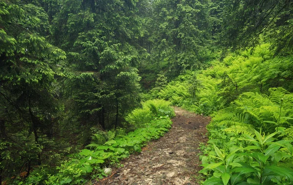 Wandelpad Het Bos Van Zomer Prachtig Natuurlandschap — Stockfoto