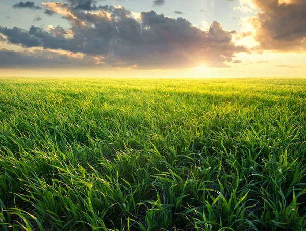 Gras Het Veld Tijdens Zonsopgang Agrarische Landschap Zomer — Stockfoto