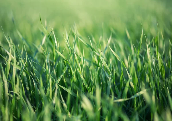 Gras Auf Dem Feld Agrarlandschaft Der Sommerzeit — Stockfoto