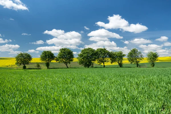Pola Niebo Krajobrazu Rolniczego Okresie Letnim — Zdjęcie stockowe