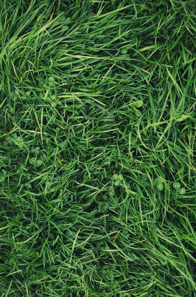 Gras Auf Dem Feld Als Hintergrund Landwirtschaftliche Zusammensetzung Der Sommerzeit — Stockfoto