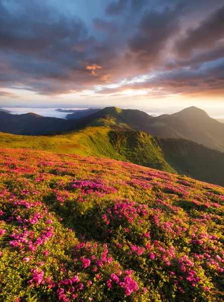 Flowes 日の出中に山の中 夏には 美しい自然の風景 — ストック写真