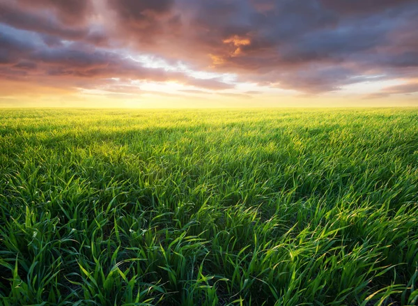 Grass Field Sunrise Agricultural Landscape Summer Time — Stock Photo, Image