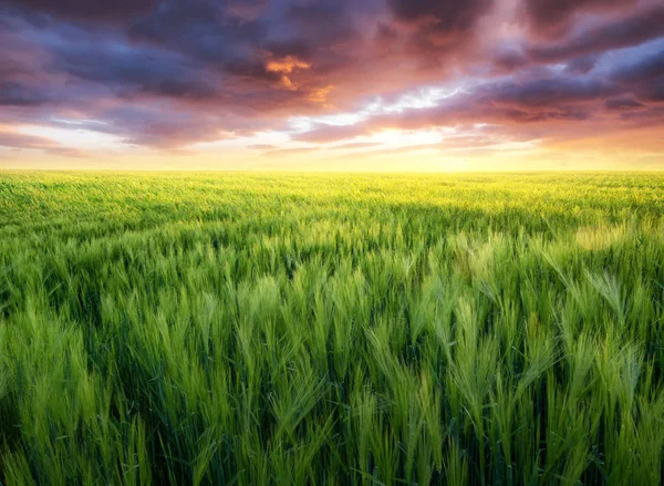 Трава Полі Під Час Сходу Сонця Сільськогосподарський Пейзаж Літній Час — стокове фото